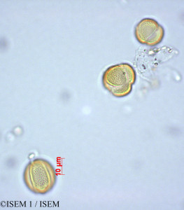 ISEM 1/Tamarix_gallica_29222/Tamarix_gallica_29222_0001(copy)_thumb.jpg